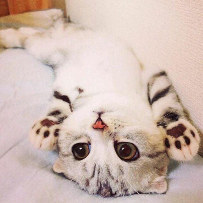http://cdn.idntimes.com/content-images/community/2017/04/taken-byhana-kitty-4-png-700-10c05e2a4fb47432518104bcda227a9d.jpg