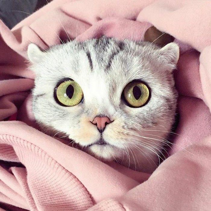 http://cdn.idntimes.com/content-images/community/2017/04/taken-byhana-kitty-44-png-700-c3b8372a96594cc117e03a05011f796a.jpg
