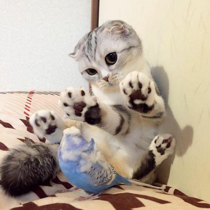 http://cdn.idntimes.com/content-images/community/2017/04/taken-byhana-kitty-5-png-700-4576aa987a0ecbee725cfa817191960b.jpg
