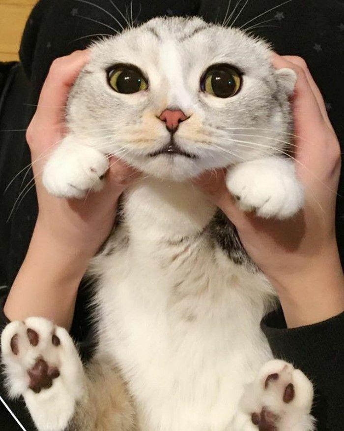 http://cdn.idntimes.com/content-images/community/2017/04/taken-byhana-kitty-7-png-700-3e9495345a039e3cc4e67e95332dbb32.jpg