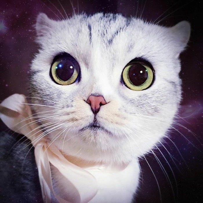 http://cdn.idntimes.com/content-images/community/2017/04/taken-byhana-kitty-83-png-700-eaabcee097811e90f291e7ccc0a2456f.jpg