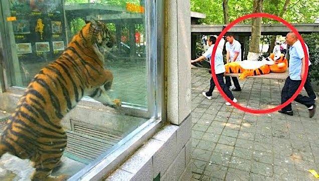 http://cdn.idntimes.com/content-images/community/2017/03/tiger-look-for-friends-f7d5b3408994eb8952a45ba6e8209b63.jpg
