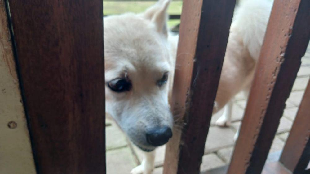 Kasus Gigitan Rabies di Balikpapan Tembus 361, Tertinggi di Kaltim