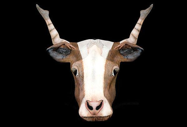 http://cdn.idntimes.com/content-images/post/old/04e46-Zodiac2-Taurus_boredpandacom.jpg