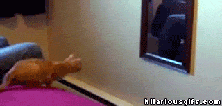 http://cdn.idntimes.com/content-images/post/old/07e98-6_giphy.gif