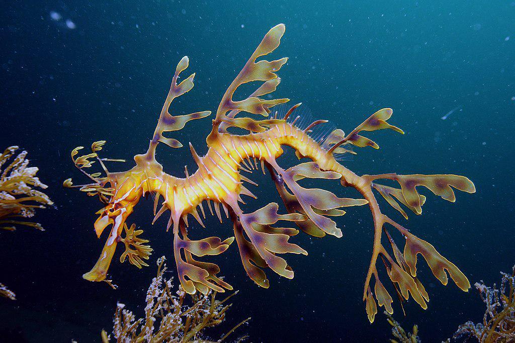 https://cdn.idntimes.com/content-images/post/20180524/1024px-leafy-seadragon-on-kangaroo-island-wikipedia-9ed2f54d8088ced6c751449835d9c95e.jpg