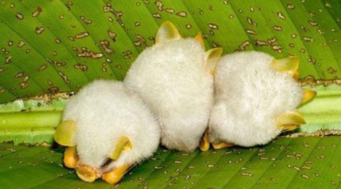 http://cdn.idntimes.com/content-images/post/20150831/10hamsterbabi-buzz.jpg