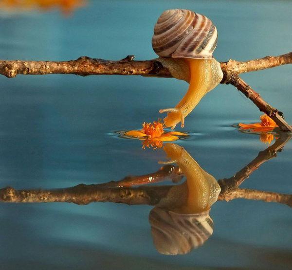 http://cdn.idntimes.com/content-images/post/old/15809-Siput8_viralandscom.jpg
