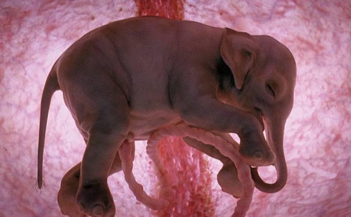 http://cdn.idntimes.com/content-images/post/old/17b59-elephant---viralscape.com.jpg