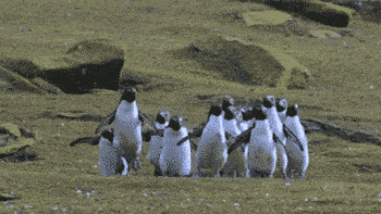 http://cdn.idntimes.com/content-images/post/old/1a47e-giphy--38-.gif