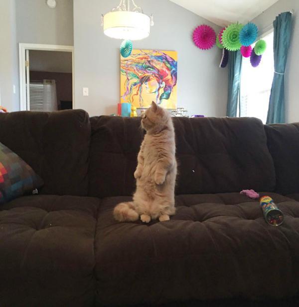 http://cdn.idntimes.com/content-images/post/old/1b5cc-george-the-cat-standing-on-2-legs-4.jpg