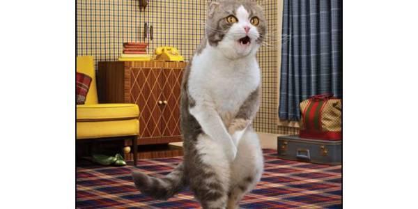 http://cdn.idntimes.com/content-images/post/old/1c5c0-kucing-kebelet-pipis---blogspot.com.jpg
