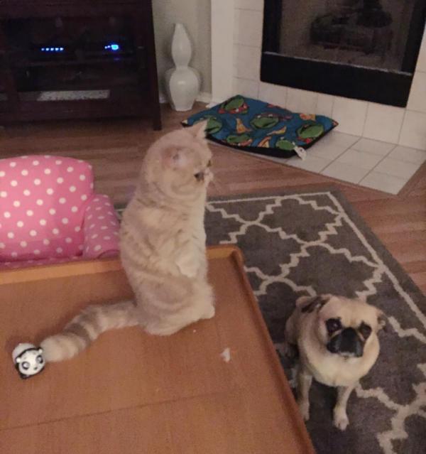 http://cdn.idntimes.com/content-images/post/old/1ce50-george-the-cat-standing-on-2-legs-2.jpg