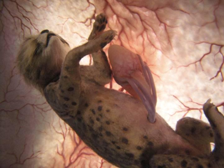 http://cdn.idntimes.com/content-images/post/old/20f55-Leopard---viralscape.com.jpg