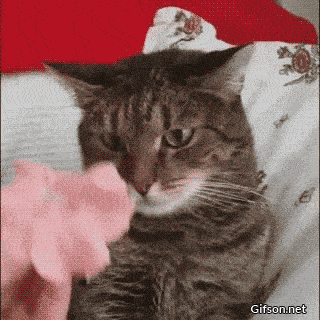 http://cdn.idntimes.com/content-images/post/20160531/21-wifflegifcom-24c557f338f8fc4c7cb9e57430f5dd2c.gif