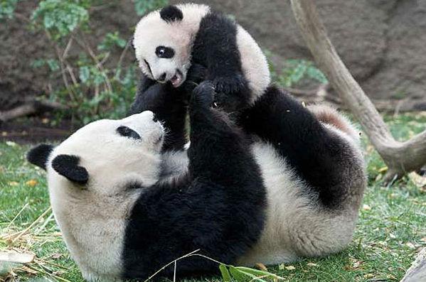 http://cdn.idntimes.com/content-images/post/old/25901-Binatang19_goodnaturecom.jpg