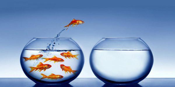 http://cdn.idntimes.com/content-images/post/old/2a510-introvert-pic-goldfish.jpg