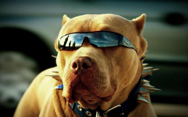 http://cdn.idntimes.com/content-images/post/old/2f578-11_humorhound.jpg