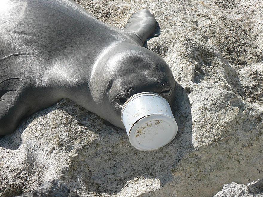 http://cdn.idntimes.com/content-images/post/old/3d74e-anjing-laut.jpg