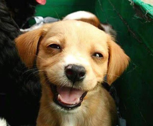 http://cdn.idntimes.com/content-images/post/old/3dacf-12_HandsomeSmile.jpg