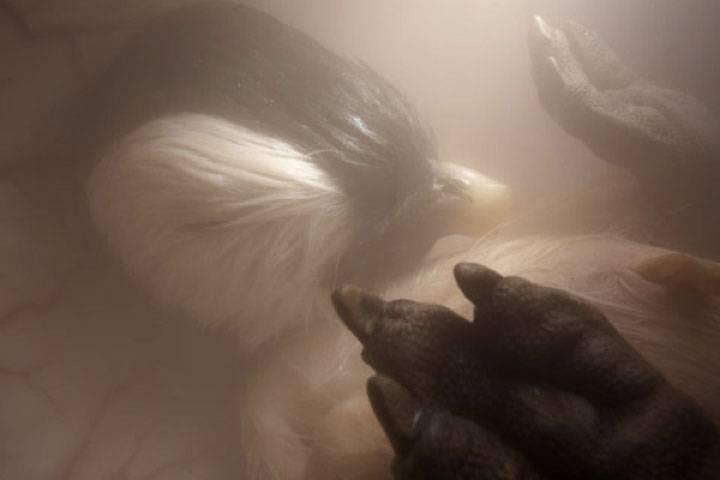 http://cdn.idntimes.com/content-images/post/old/3f284-Penguin---viralscape.com.jpg