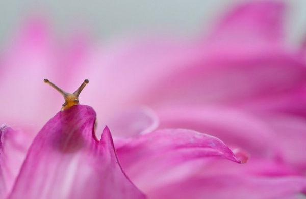 http://cdn.idntimes.com/content-images/post/old/417af-Siput4_viralandscom.jpg