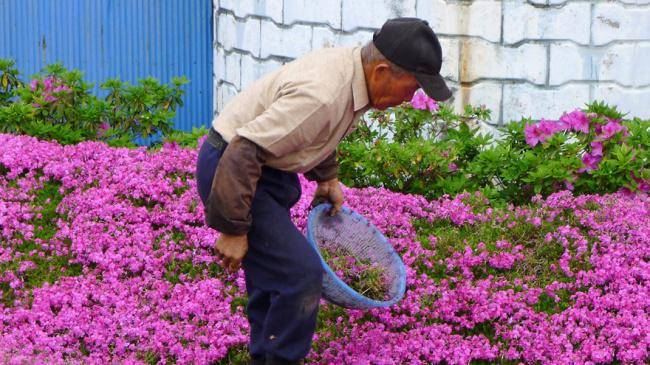 http://cdn.idntimes.com/content-images/post/20160825/50255-650-1455871545-husband-plants-flowers-blind-wife-kuroki-shintomi-2-33937b0a1ae40f76799e321822b6b4d1.jpg