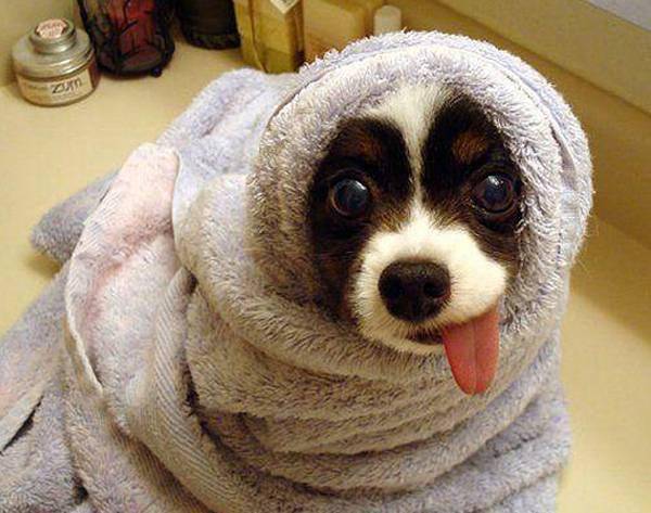 http://cdn.idntimes.com/content-images/post/old/5d90c-13_DerpFace.jpg