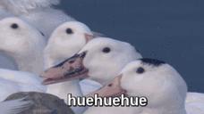 http://cdn.idntimes.com/content-images/post/old/5f513-19_giphy.gif