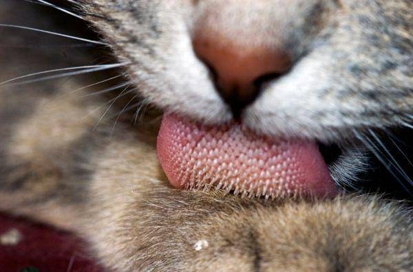 http://cdn.idntimes.com/content-images/post/20160223/600px-cat-tongue-macro-72eaec7a280b728e994aab1ae47c29d0.jpg