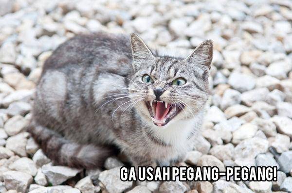 http://cdn.idntimes.com/content-images/post/20160223/600px-hissing-cat-1-2054ba3747df22b373831a8268f5aab2.jpg