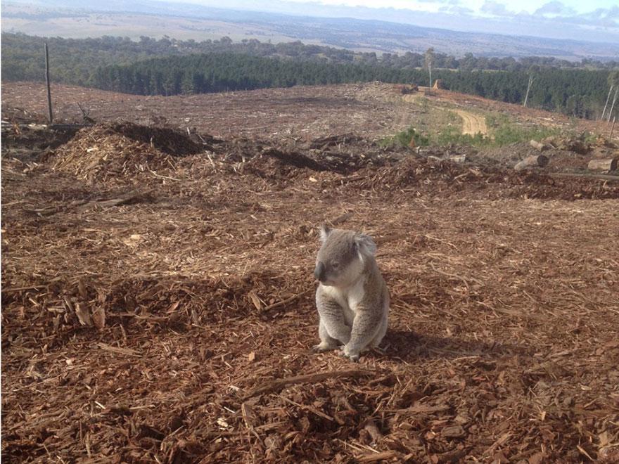 http://cdn.idntimes.com/content-images/post/old/62153-koala.jpg