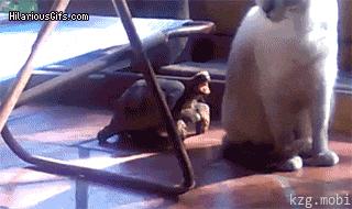 http://cdn.idntimes.com/content-images/post/old/6229e-4_giphy.gif
