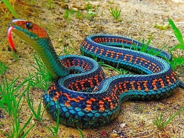 http://cdn.idntimes.com/content-images/post/old/6b388-snake_drfoxblogcom.jpeg