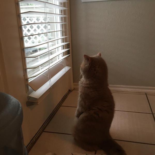 http://cdn.idntimes.com/content-images/post/old/6ceb6-george-the-cat-standing-on-2-legs-13.jpg