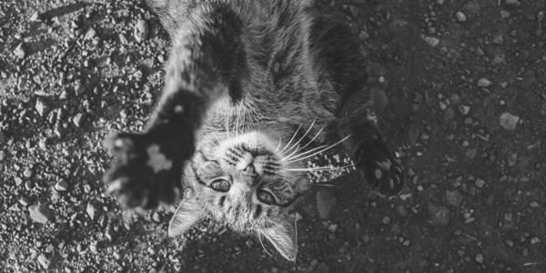 http://cdn.idntimes.com/content-images/post/old/6d816-cat---pexels.com.jpg