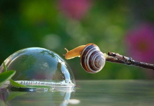 http://cdn.idntimes.com/content-images/post/old/74d6d-Siput3_viralandscom.jpg