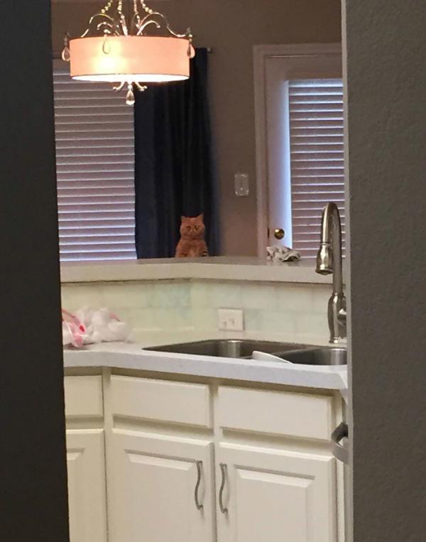 http://cdn.idntimes.com/content-images/post/old/786f4-george-the-cat-standing-on-2-legs-8.jpg