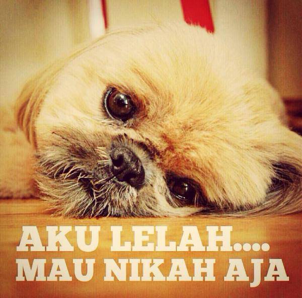 http://cdn.idntimes.com/content-images/post/old/78ae4-lelah-doggie_twittercom.jpg