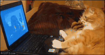 http://cdn.idntimes.com/content-images/post/20160716/8-5174e3543eef8e16e27db6601cd71962.gif