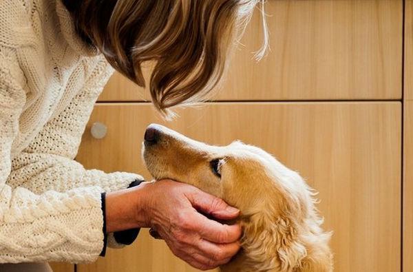 http://cdn.idntimes.com/content-images/post/old/80aaf-Anjing2_thesciencedogwordpresscom.jpg