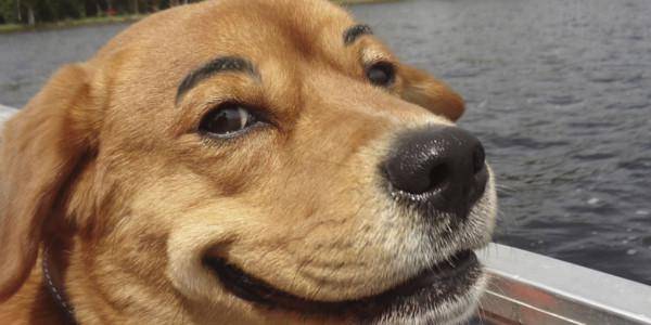 http://cdn.idntimes.com/content-images/post/old/81508-dog-eyebrows-boat-elite-daily-600x300.jpg