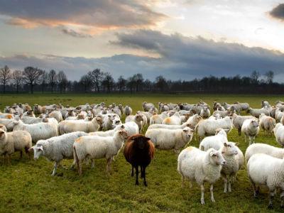 http://cdn.idntimes.com/content-images/post/old/8cac0-blacksheep_nationalgeographiccom.jpg
