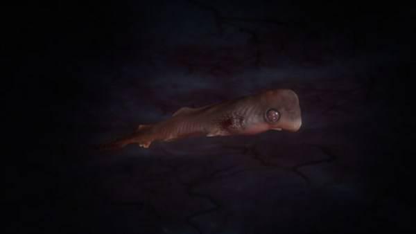 http://cdn.idntimes.com/content-images/post/old/8e9f1-Shark---viralscape.com.jpg