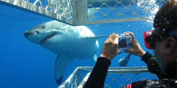 http://cdn.idntimes.com/content-images/post/old/92510-shark-dive-cape-town---riverlodge.co.za.jpg