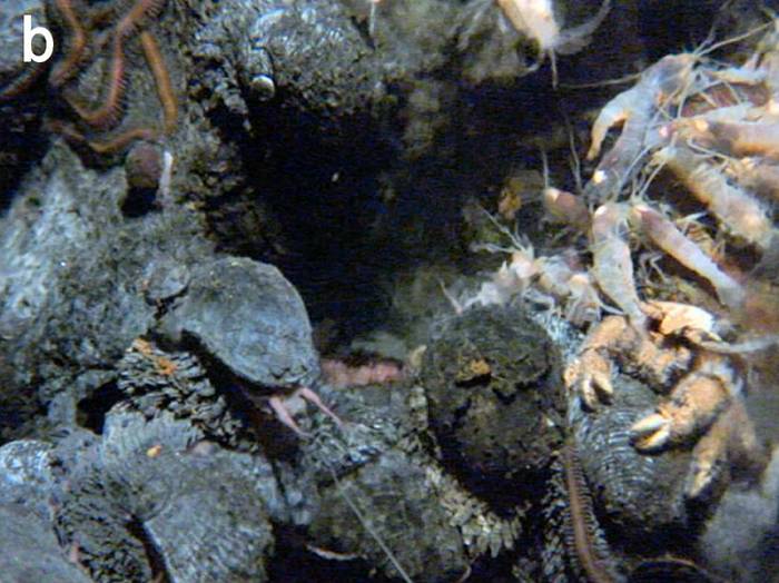 siput gunung berapi dan hewan laut dalam lainnya di dekat ventilasi hidrotermal (commons.wikimedia.org/J. T. Copley, L. Marsh, A. G. Glover, V. Hühnerbach, V. E. Nye, W. D. K. Reid, C. J. Sweeting, B. D. Wigham, dan H. Wiklund)