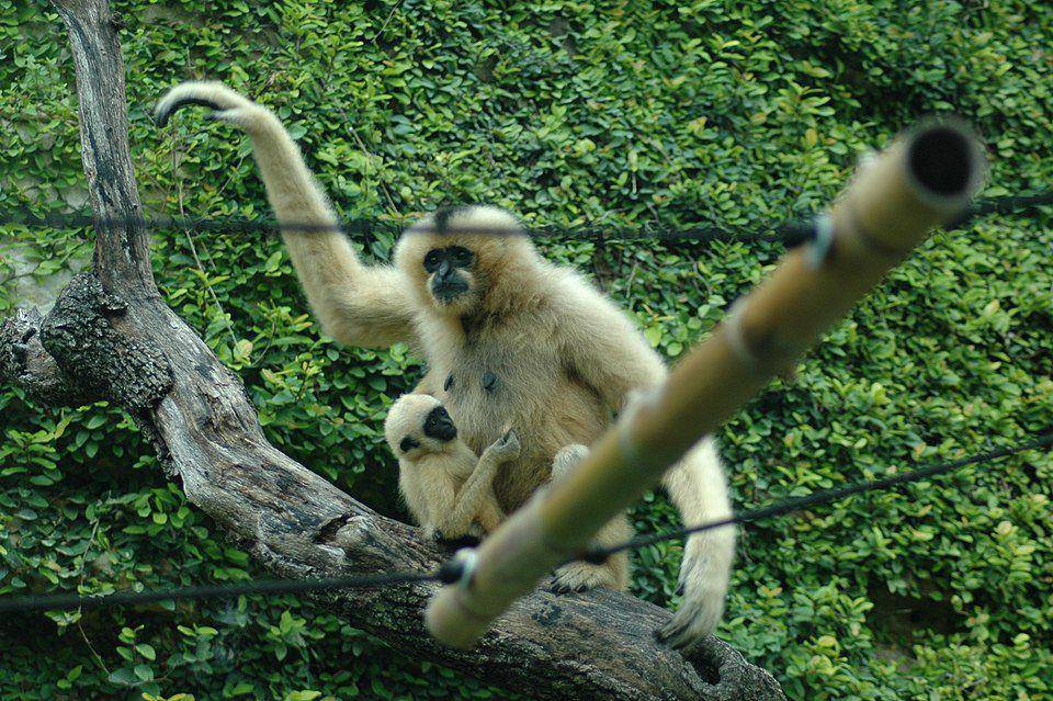 induk dan anak owa dalam genus Nomascus yang masih berkerabat dengan owa cao-vit (commons.wikimedia.org/George Coller)