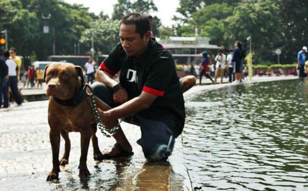 http://cdn.idntimes.com/content-images/post/old/96138-Anjing11_merdekacom.jpg