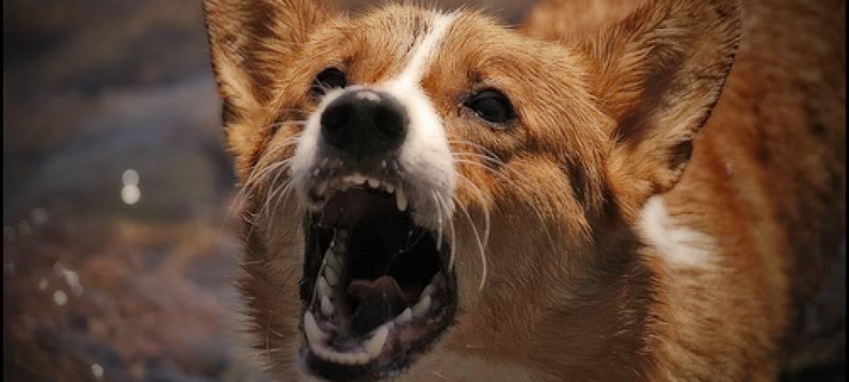 http://cdn.idntimes.com/content-images/post/old/9cbb2-9_howtomakeadogstopbarking.jpg