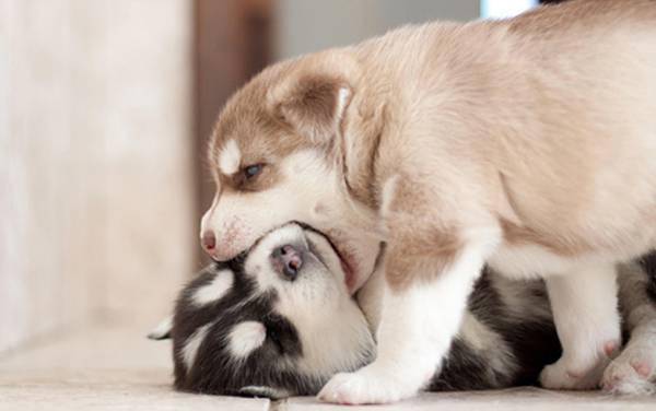 http://cdn.idntimes.com/content-images/post/old/a1f5b-5_NomNom.jpg